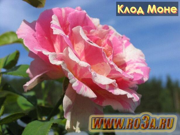 Роза Claude Monet Клод Моне 