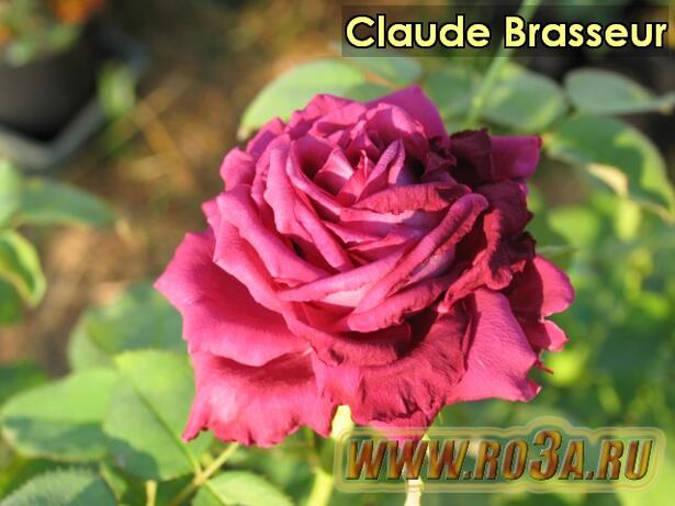 Роза Claude Brasseur Клод Брассер 