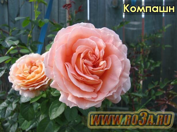Роза Compassion Компашн 