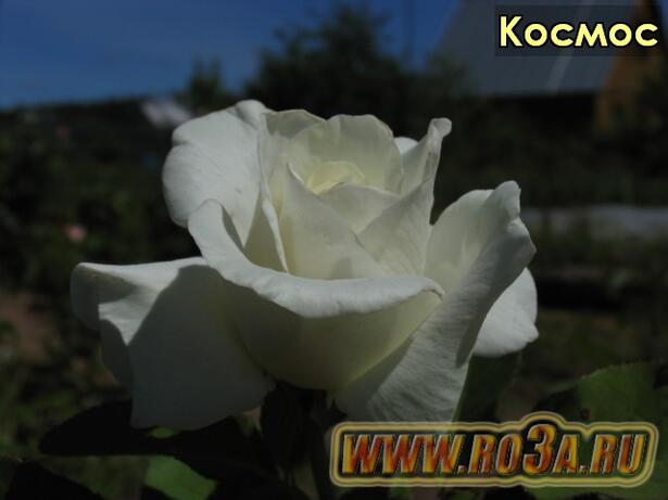Роза Cosmos Космос 