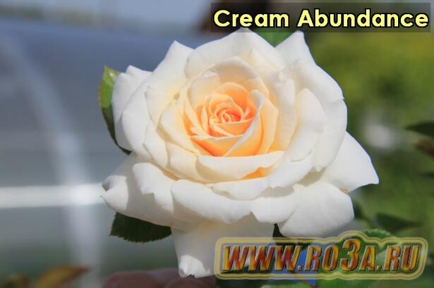 Роза Cream Abundance Крем Абунданс 
