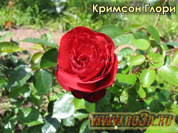 Роза Crimson Glory Кримсон Глори 