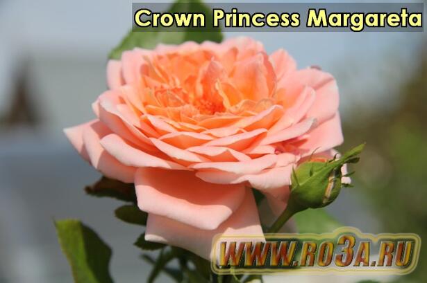 Роза Crown Princess Margareta Крон Принцесс Маргарет 
