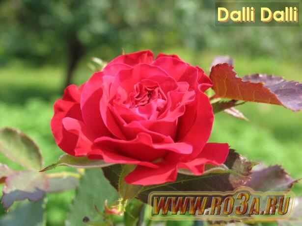 Роза Dalli Dalli Дали Дали 