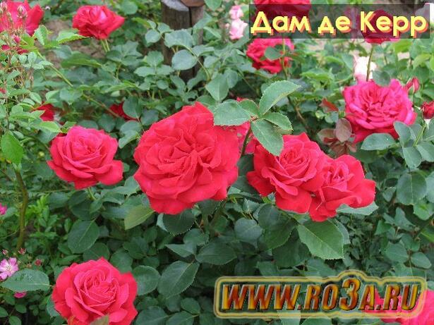 Роза Dame de Coeur Дам де Керр 