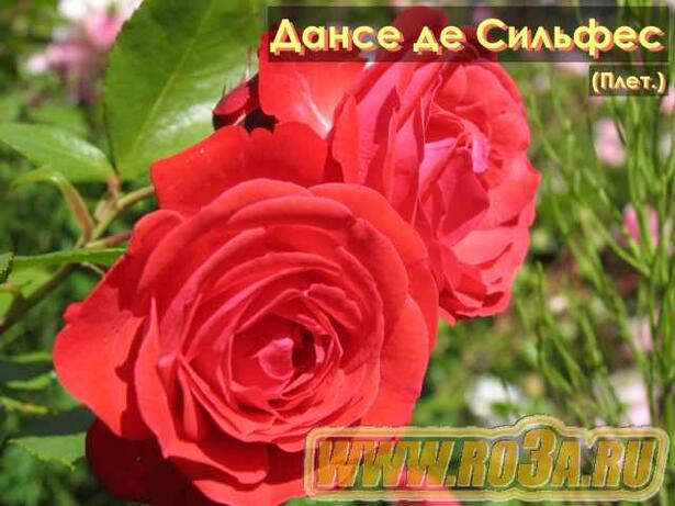 Роза Danse des Sylphes Дансе де Сильфес 