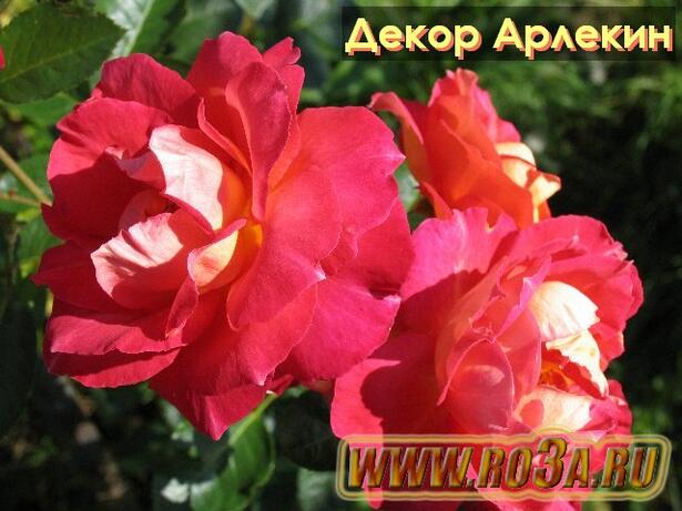 Роза Decor Arlequin Декор Арлекин (Полуплетистая) 
