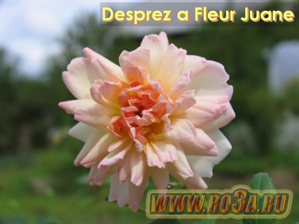 Роза Desprez a Fleur Juane Диспрез 