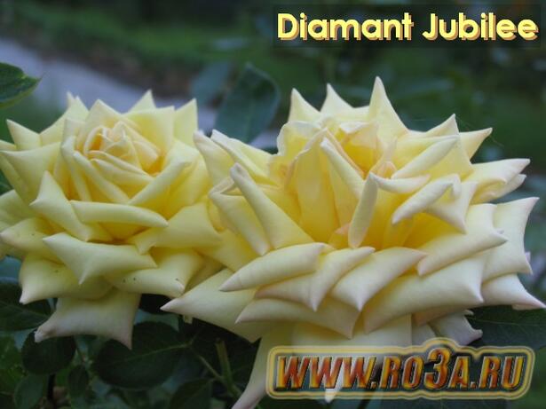 Роза Diamant Jubilee Бриллиантовый Юбилей 