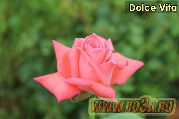 Роза Dolce Vita Дольче Вита 