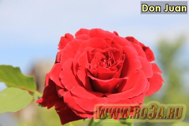Роза Don Juan Дон Жуан 