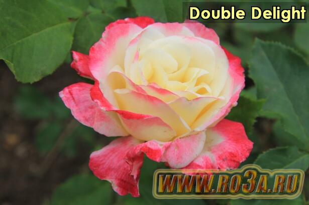 Роза Double Delight Дубль Делайт 