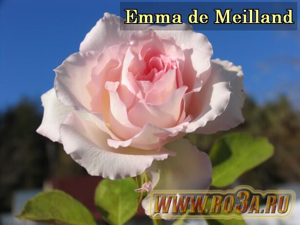 Роза Emma de Meilland Эмма Мейян 