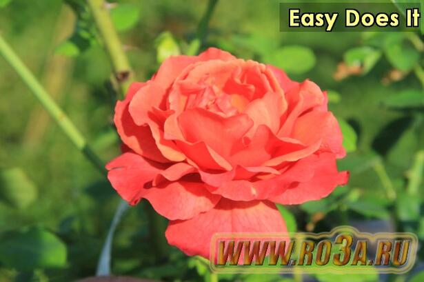 Роза Easy Does It Изи даз Ит 