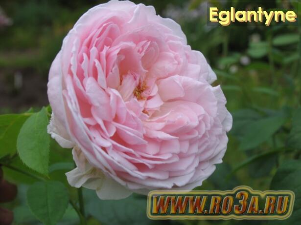 Роза Eglantyne Эглантин 