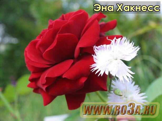 Роза Ena Harkness Эна Хакнесс 