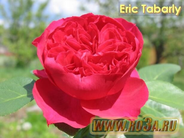 Роза Eric Tabarly Эрик Таберли 