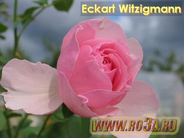 Роза Eckart Witzigmann Экарт Витцигманн 