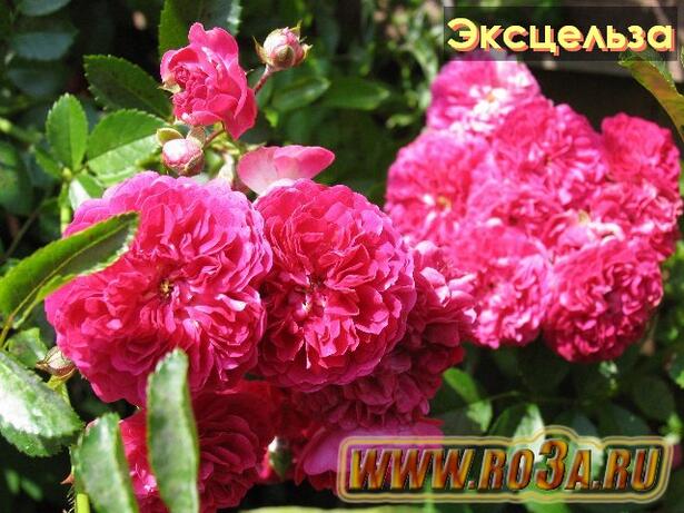 Роза Excelsa Эксцельза 