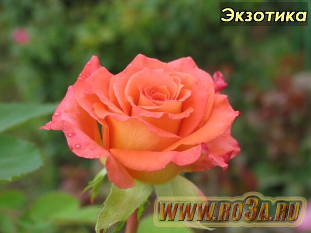 Роза Exotica Экзотика 