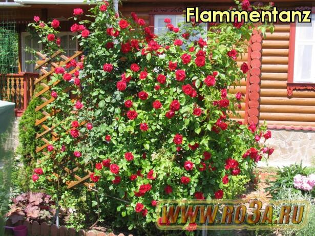 Роза Flammentanz Фламентанс 