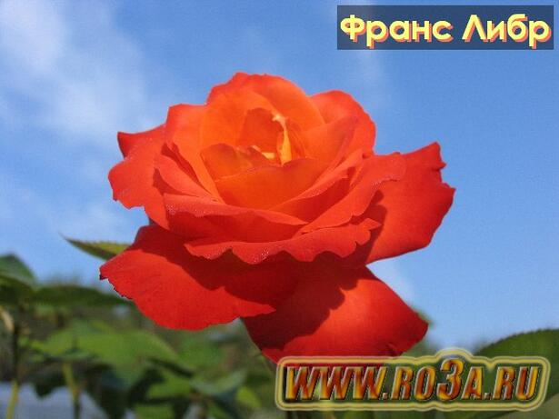 Роза France Libre Франс Либр 