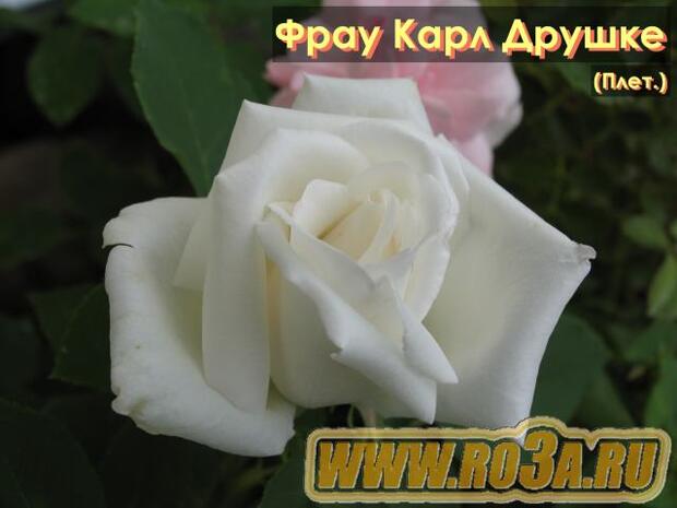 Роза Frau Karl Druschki Фрау Карл Друшке Райне де Снайгес</li> 