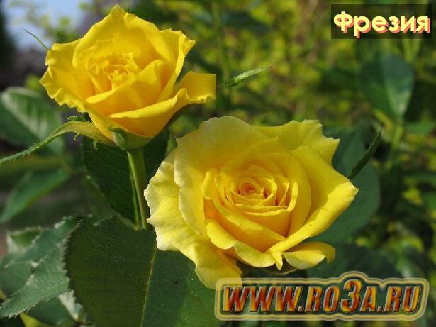 Роза Friesia Фрезия Korresia, Synsprite 