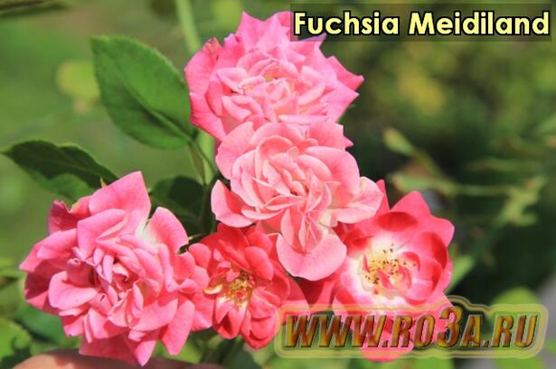 Роза Fuchsia Meidiland Фуксия Мейдиланд 