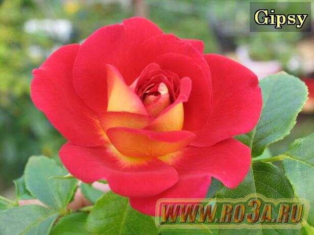 Роза Gipsy Джипси 