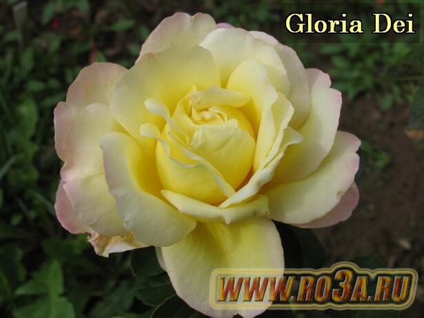 Роза Gloria Dei Глория Дей 