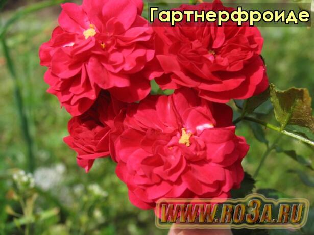 Роза Gartnerfreude Гартнерфроиде 