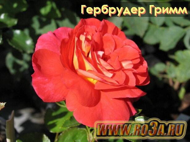 Роза Gebruder Grimm Гебрудер Гримм 