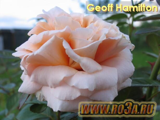 Роза Geoff Hamilton Джефф Гамильтон 