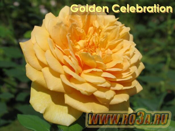 Роза Golden Celebration Голден Селебрейшн 