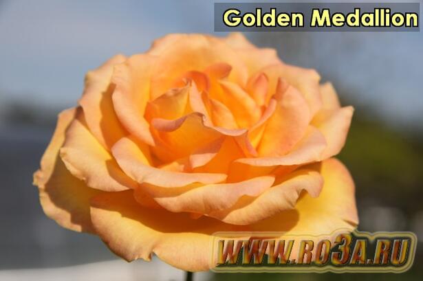 Роза Golden Medallion Голден Медальон 