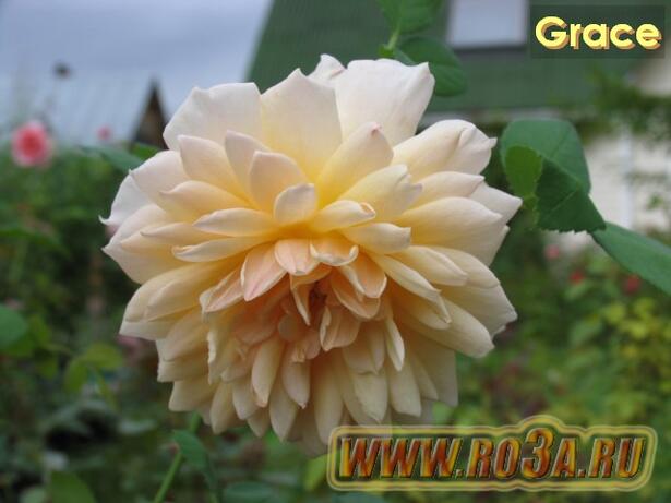 Роза Grace Грэйс 