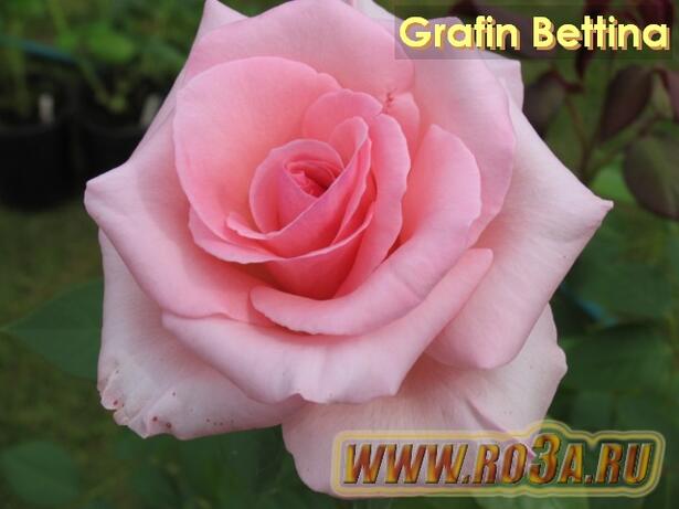 Роза Grafin Bettina Графиня Беттина 
