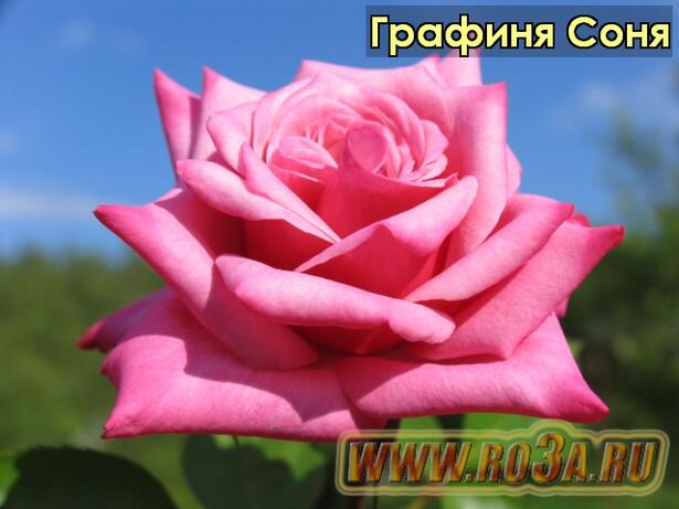 Роза Grafin Sonja Графиня Соня 