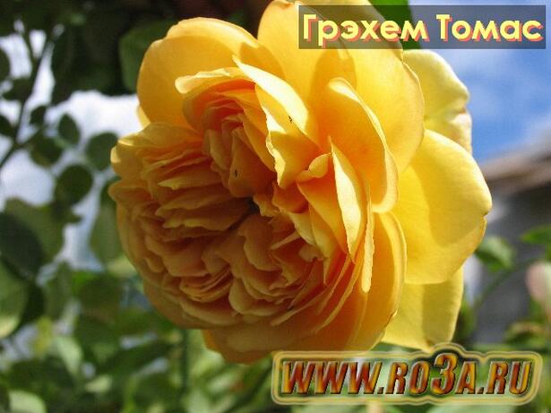Роза Graham Thomas Грэхем Томас 