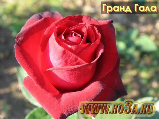 Роза Grand Gala Гранд Гала 