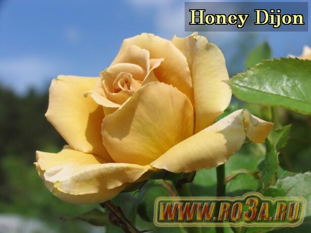 Роза Honey Dijon Хоней Дижон 