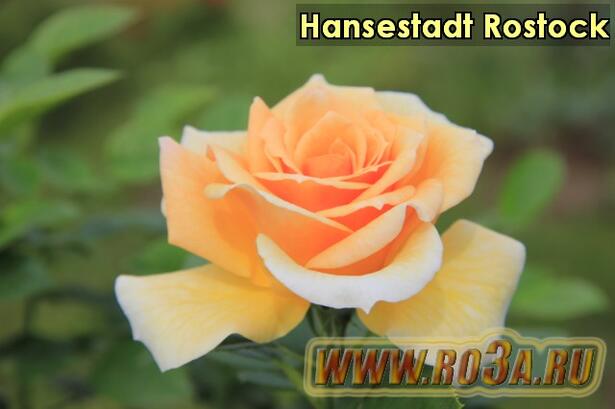 Роза Hansestadt Rostock Хансэштадт Росток 