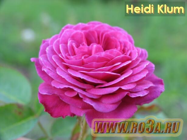 Роза Heidi Klum Хайди Клюм 