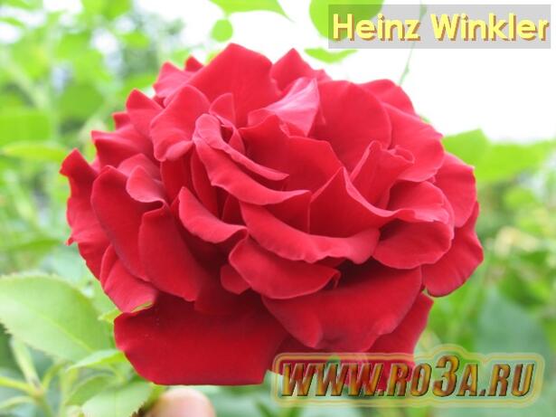 Роза Heinz Winkler Хайнс Винклер 