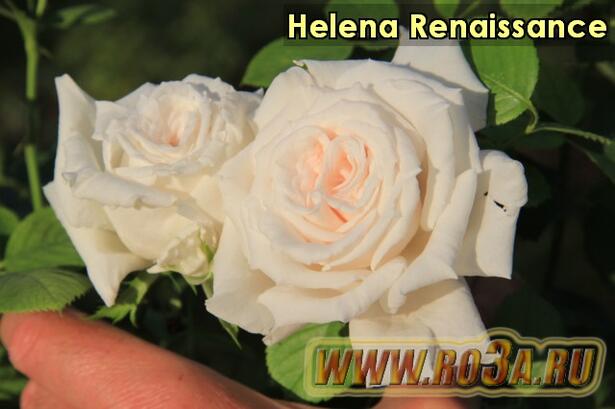 Роза Helena Renaissance Елена Ренессанс 