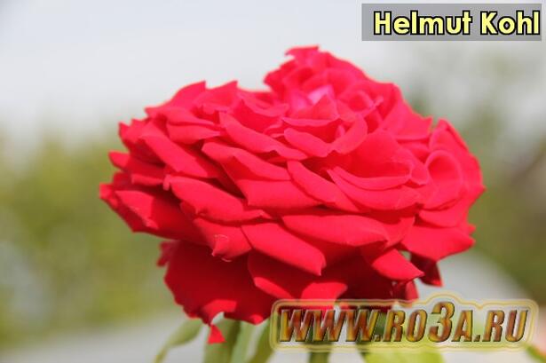 Роза Helmut Kohl Гельмут Коль 