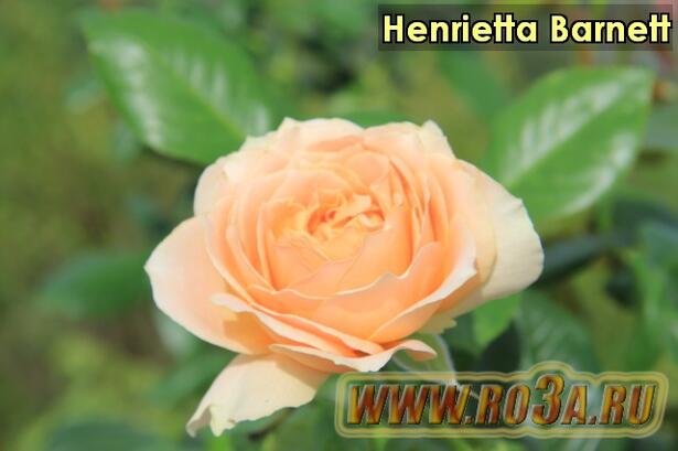 Роза Henrietta Barnett Генриетта Барнет 