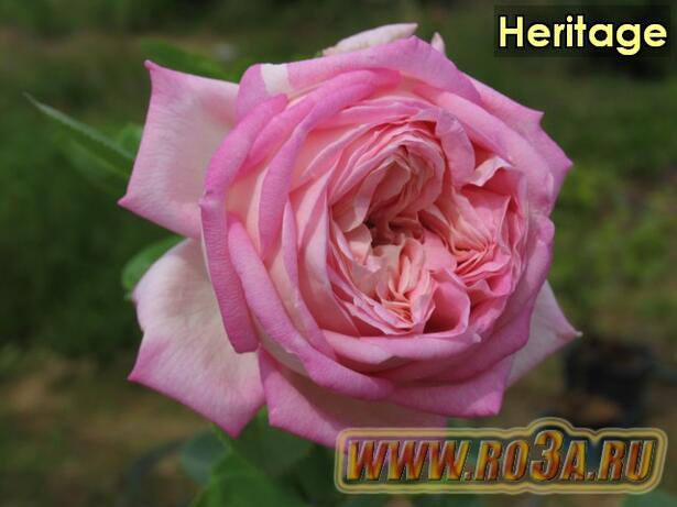 Роза Heritage Херитадж 