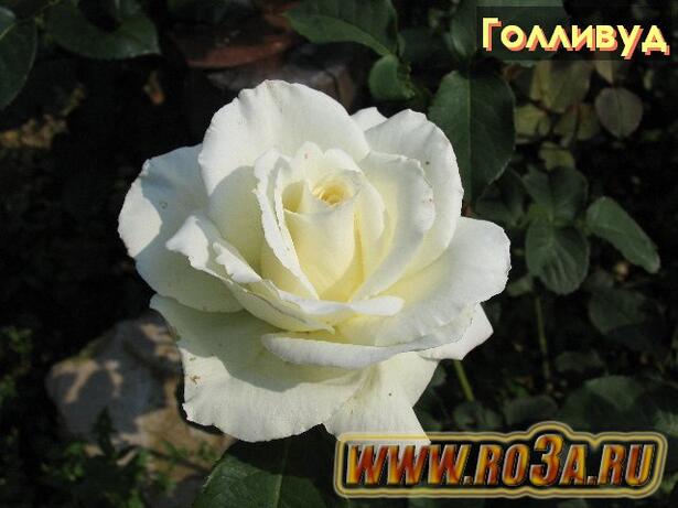 Роза Holliwud Голливуд 